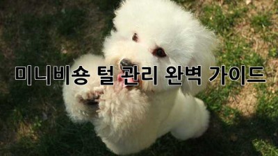 미니비숑 털 관리, 완벽 가이드!